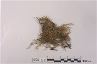 藏品(壺苔屬)的圖片